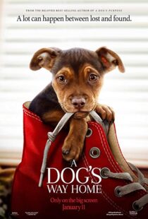 دانلود فیلم A Dog’s Way Home 20198110-1693521738