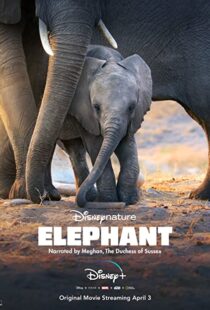 دانلود مستند Elephant 202038728-466123835
