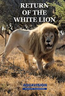 دانلود مستند Return of the White Lion 2008103488-1568988967