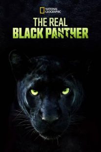 دانلود مستند The Real Black Panther 2020229564-967001124