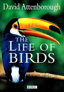 دانلود مستند The Life of Birds382058-1195525802