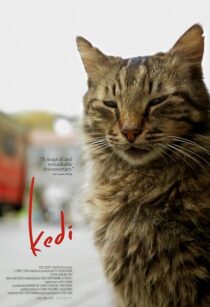دانلود مستند Kedi 2016417655-1570434975