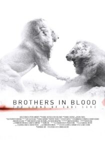 دانلود مستند Brothers in Blood: The Lions of Sabi Sand 2015424819-898908320