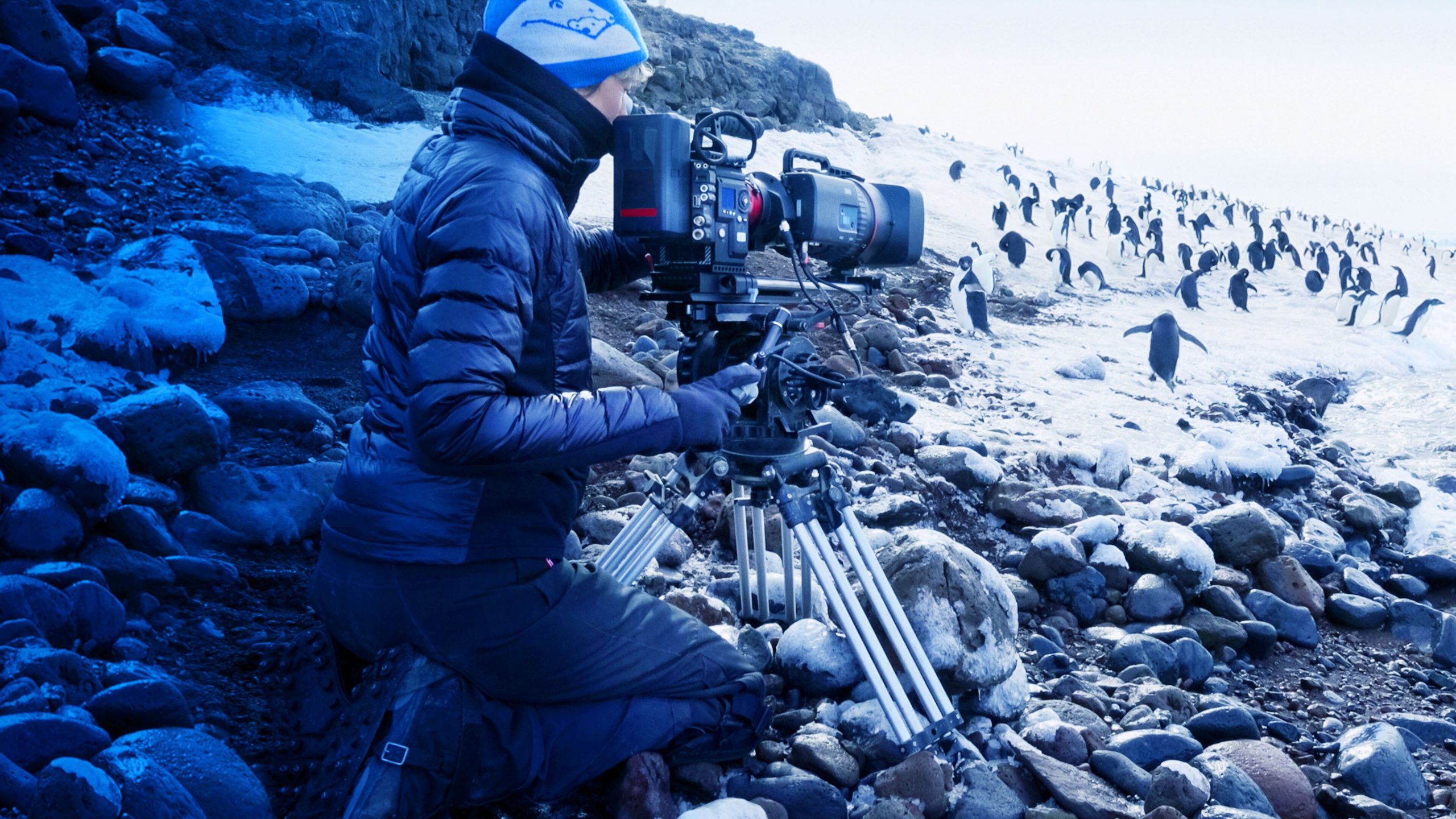دانلود فیلم Penguins: Life on the Edge 2020