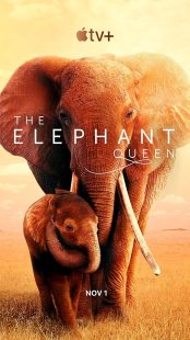 دانلود فیلم The Elephant Queen 2018441570-643875083