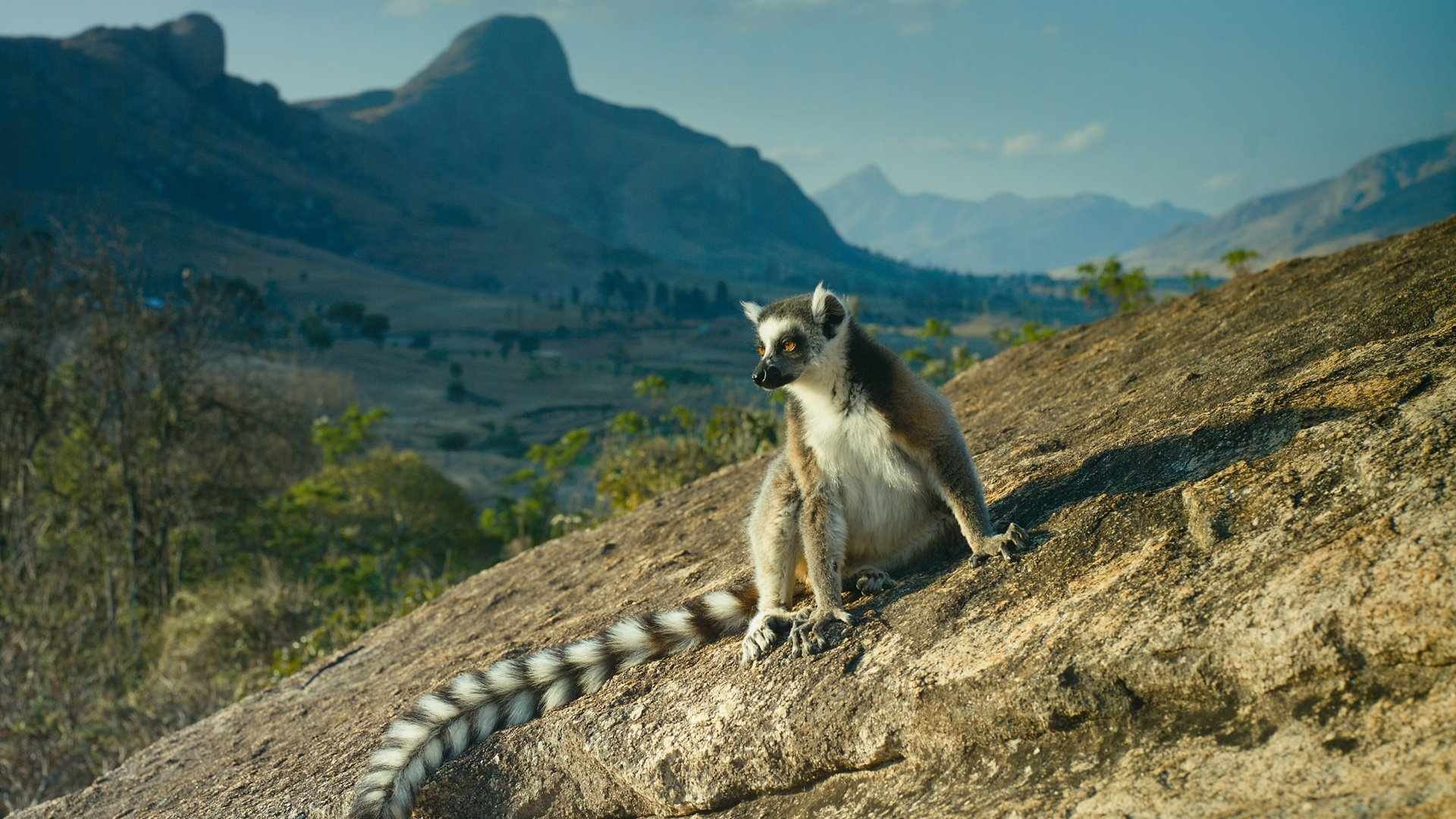 دانلود فیلم Island of Lemurs: Madagascar 2014